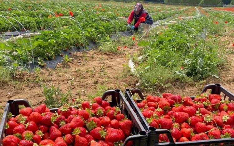 İzmit’te ‘Çilek Hasadı’na hava muhalefeti engeli