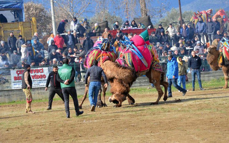 27. Atça Deve Güreşi Festivali düzenlendi 27. Atça Deve Güreşi Festivali düzenlendi