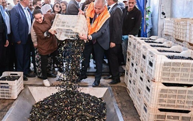 Zeytin üreticilerinin tesis sevinci Zeytin üreticilerinin tesis sevinci