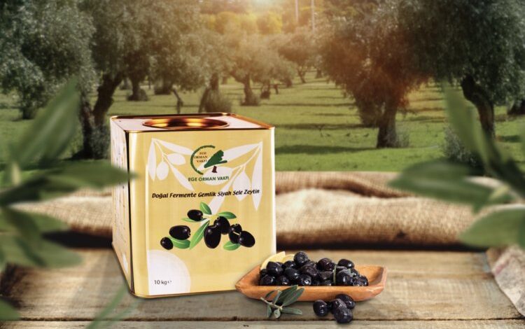 Adıyaman’da zeytinler fidana dönüyor Adıyaman’da zeytinler fidana dönüyor