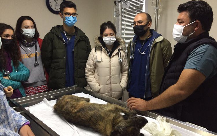 Muğla’da öğrenciler Geçici Hayvan Bakımevi’ni ziyaret etti Muğla’da öğrenciler Geçici Hayvan Bakımevi’ni ziyaret etti