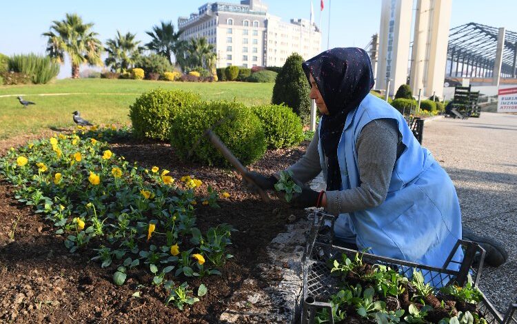 Bursa Osmangazi kış çiçekleri ile renklenecek