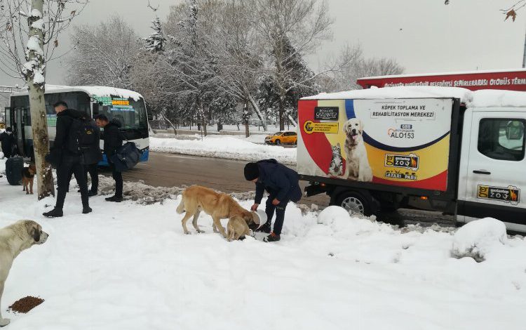 Gaziantep Büyükşehir soğuk kış günlerinde sokak hayvanları unutmadı Gaziantep Büyükşehir soğuk kış günlerinde sokak hayvanları unutmadı