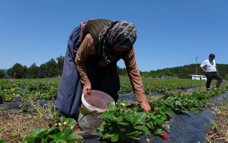 Küresel iklim değişikliği Bursa’da da tarımı vurdu! Küresel iklim değişikliği Bursa’da da tarımı vurdu!