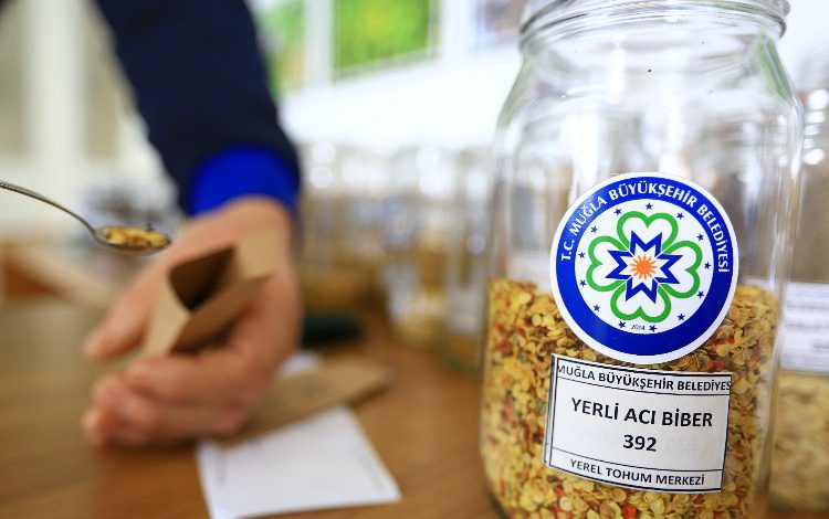 Muğla Büyükşehir’den Türkiye’ye 17 milyon yeretohum