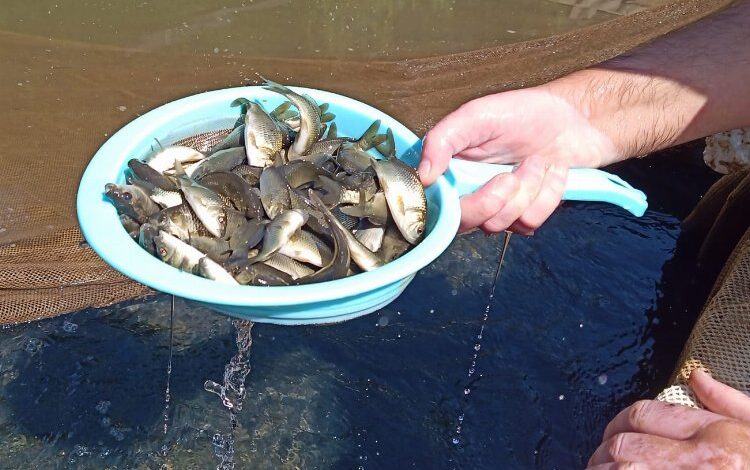 İzmir sularına 5 milyon yavru sazan