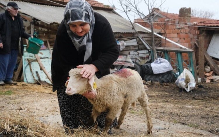Eskişehir Büyükşehir’den üreticiye küçükbaş desteği Eskişehir Büyükşehir’den üreticiye küçükbaş desteği