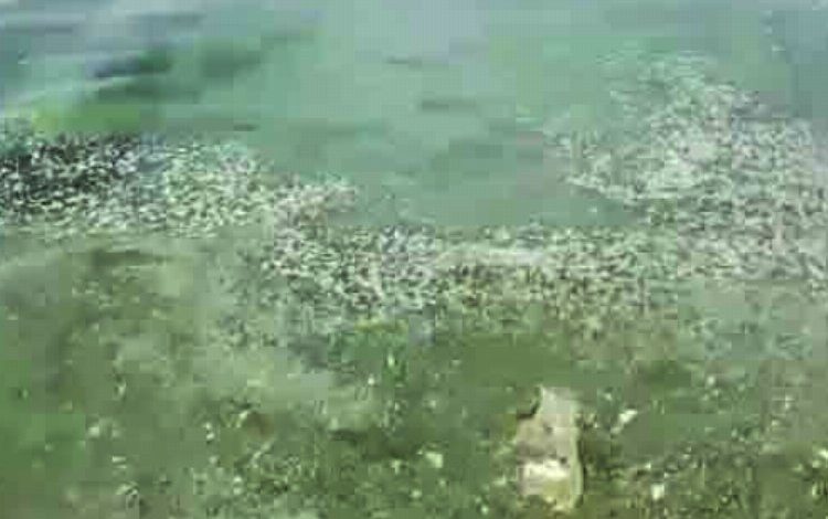 Bursa Gemlik sahillerinde müsilaj görüldü