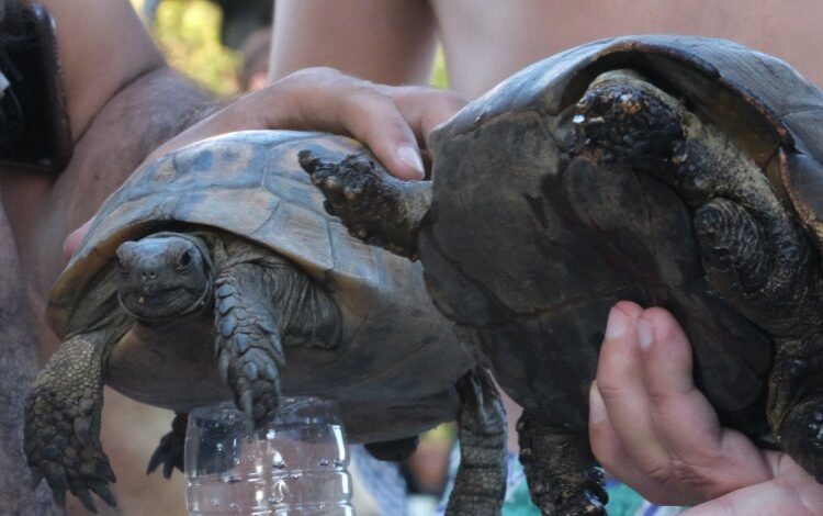 Yangın kurtarılan kaplumbağlara Bodrum tedavisi Yangın kurtarılan kaplumbağlara Bodrum tedavisi