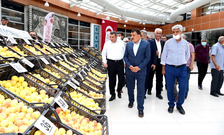 Malatya’nın en iyi kayısıları belirlendi