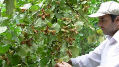Fındığın 200 yıllık makus talihi değişecek