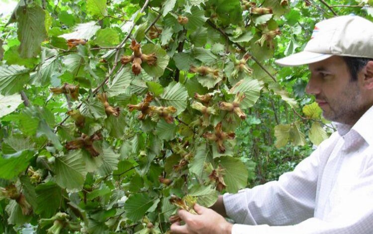 Fındığın 200 yıllık makus talihi değişecek