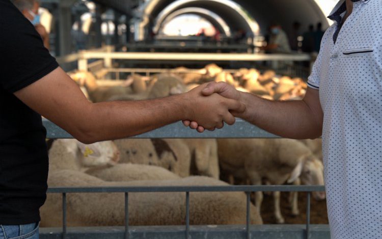 Balıkesir’de hayvan pazarı padok işlemlerine başladı
