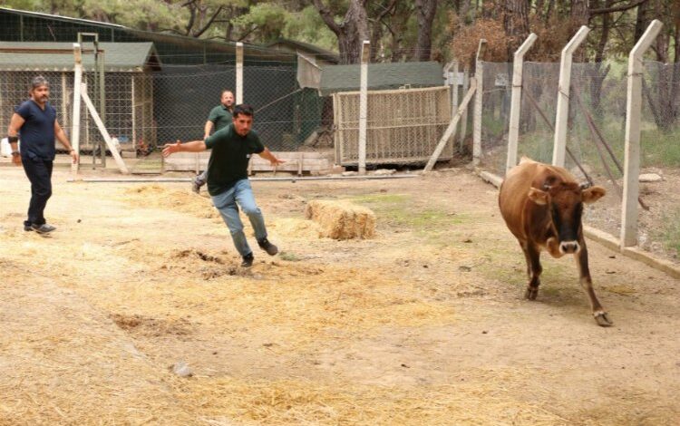 Kaçan kurbanlıkları “Tim” yakalayacak