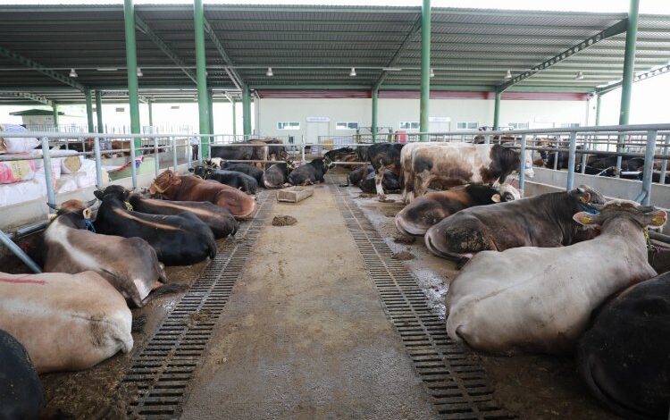 Kurbanlıklar modern pazarda İzmitlileri bekliyor Kurbanlıklar modern pazarda İzmitlileri bekliyor