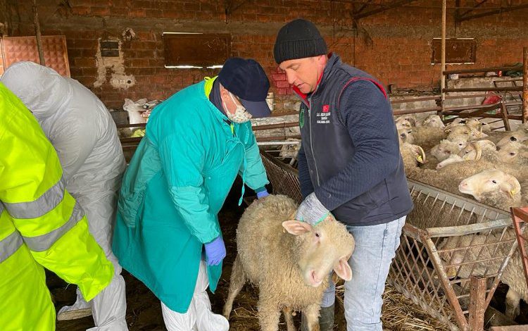 Kocaeli İzmit Belediyesinin küçükbaş hayvan desteğinde başvurular yarın başlıyor Kocaeli İzmit Belediyesinin küçükbaş hayvan desteğinde başvurular yarın başlıyor