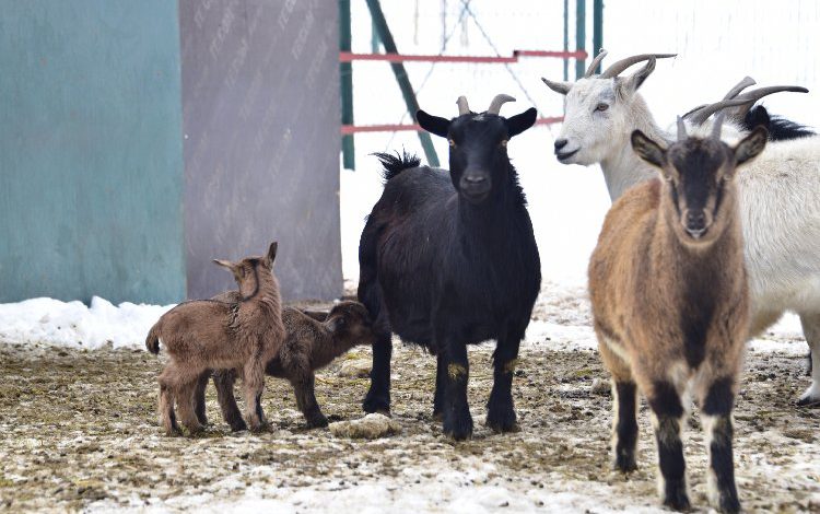 Malatya’da hayvanat bahçesi ziyaretçilerini bekliyor Malatya’da hayvanat bahçesi ziyaretçilerini bekliyor