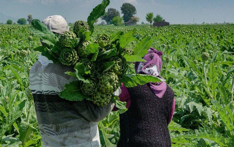 Hatay enginarlarını reyonlarında satışa sundu Hatay enginarlarını reyonlarında satışa sundu