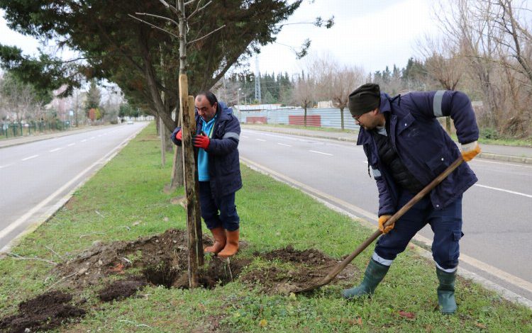 Kocaeli’nde ağaçlandırma Gölcük İpek Yolunda devam ediyor
