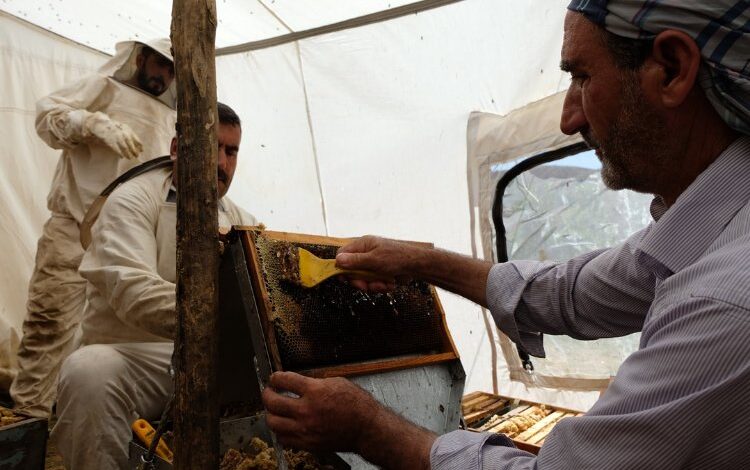 Bingöl’de 2 bin 300 rakımda bal hasadı Bingöl’de 2 bin 300 rakımda bal hasadı