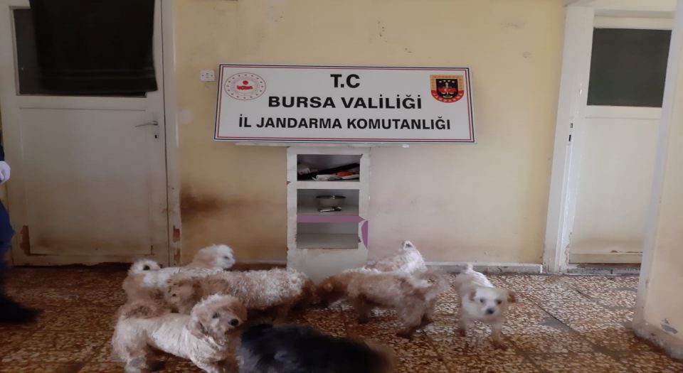 Bursa’da çiftliğe köpek baskını Bursa’da çiftliğe köpek baskını