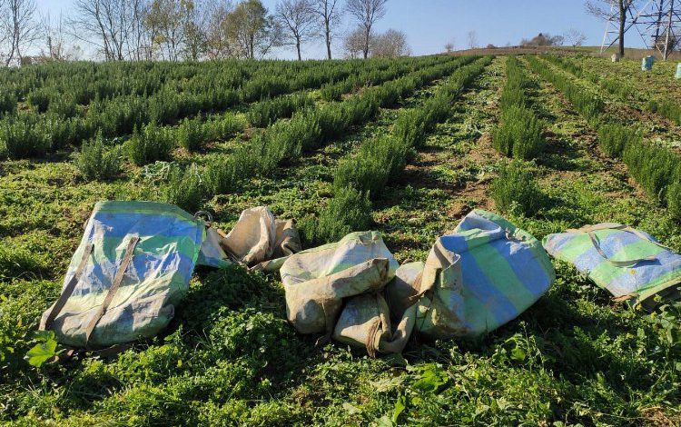 Kocaeli’nde biberiye hasadı yapıldı
