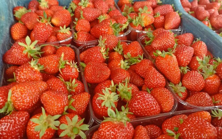 Muğla’nın çilekleri Migros raflarında Muğla’nın çilekleri Migros raflarında