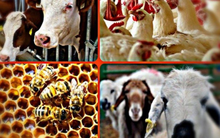 2021 yılında küçükbaş hayvan sayısında yüzde 6,3 artış