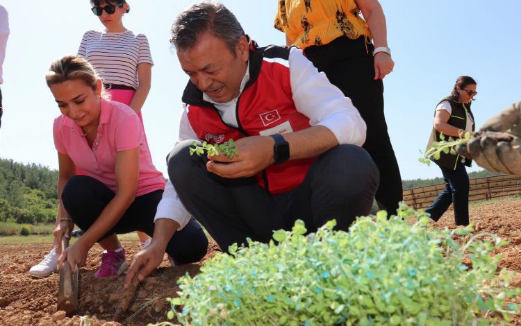 İzmir’de tıbbi ve aromatik bitkiler yaygınlaşıyor İzmir’de tıbbi ve aromatik bitkiler yaygınlaşıyor