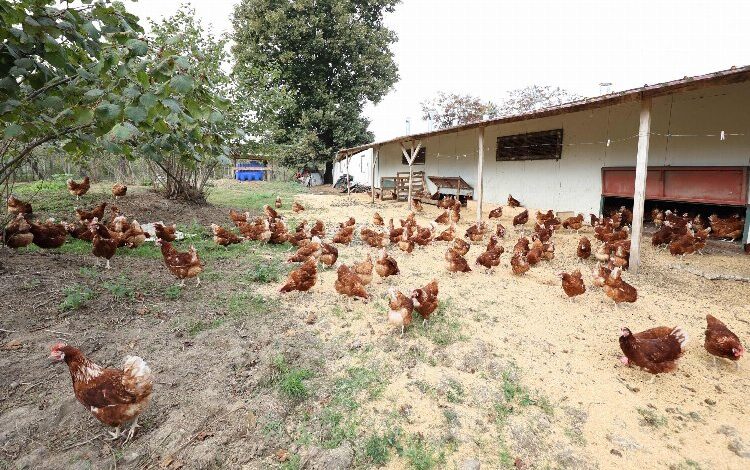 Kafessiz yöntemle 35 milyon yumurta Kafessiz yöntemle 35 milyon yumurta