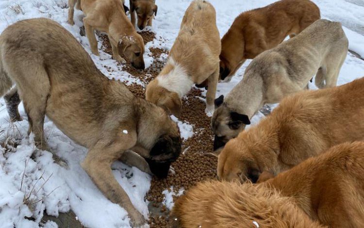 Kütahya’da sokak hayvanları unutulmadı Kütahya’da sokak hayvanları unutulmadı