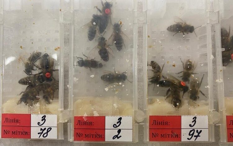 Sabiha Gökçen’de ‘canlı arı’ avı! Sabiha Gökçen’de ‘canlı arı’ avı!