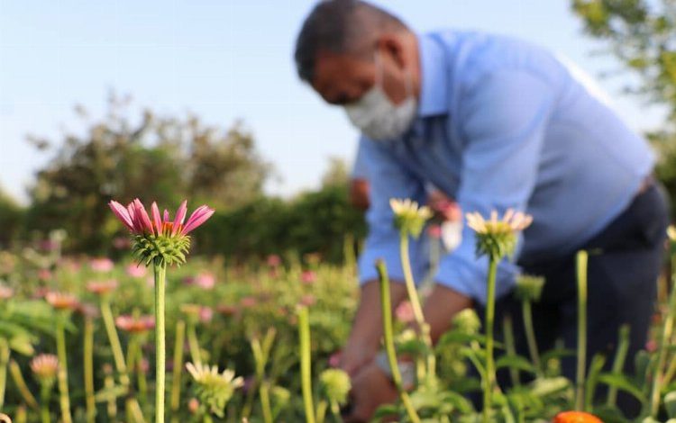 İzmir Seferihisar’da 1 dekarlık alanda çıktıklı yolda 320 kilogram ürün aldılar İzmir Seferihisar’da 1 dekarlık alanda çıktıklı yolda 320 kilogram ürün aldılar