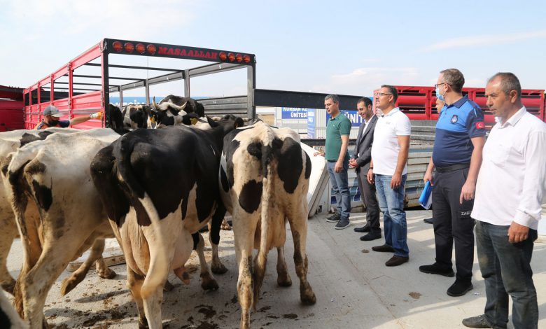 Ankara Gölbaşı’ndan 6 tır dolusu hayvan ve yem desteği Ankara Gölbaşı’ndan 6 tır dolusu hayvan ve yem desteği