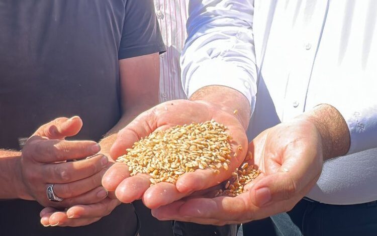 CHP’li Karasu: 1 kilo buğday, 1 bardak çay etmiyor!