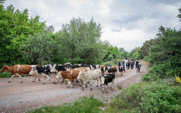 Bergama’da yayla yolculuğu başladı