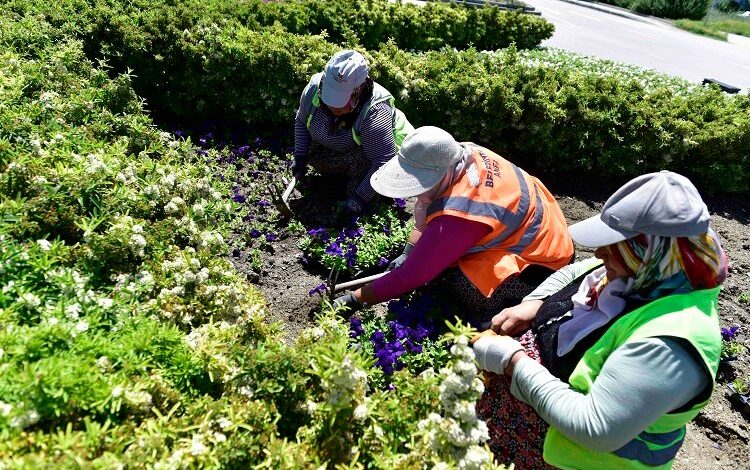 Başkentli kadınların çiçekleri Ankara’yı süslüyor