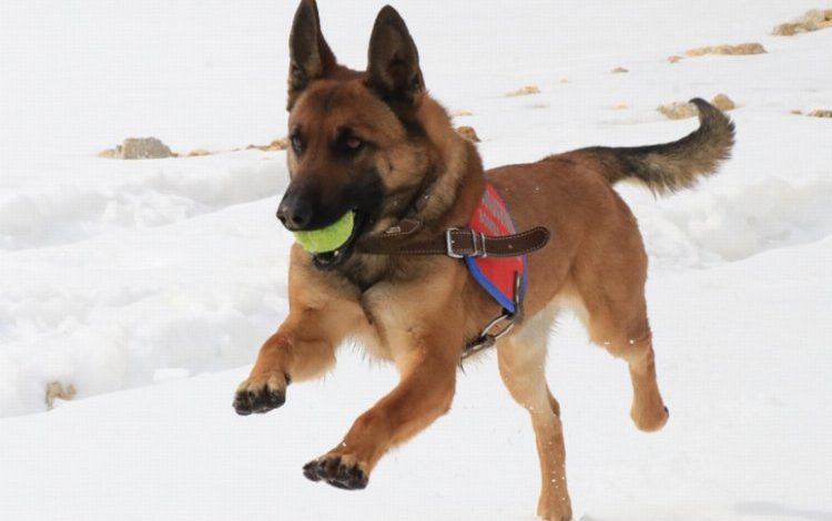 Komandoları bombalı tuzaklardan koruyor Komandoları bombalı tuzaklardan koruyor