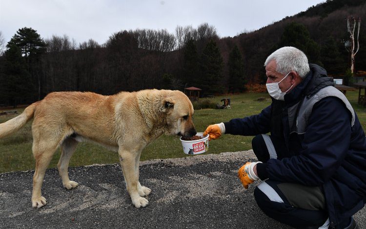 Bursa Osmangazi Belediyesi sokak hayvanlarını unutmadı Bursa Osmangazi Belediyesi sokak hayvanlarını unutmadı