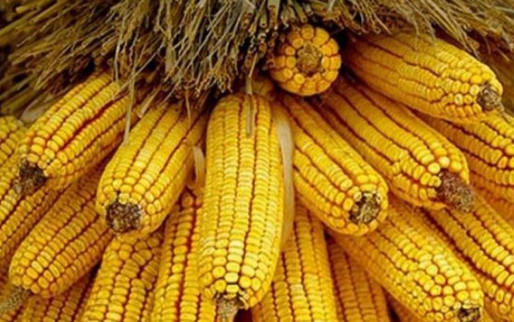 TMO mısır alım politikasını açıkladı