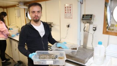 İzmit Körfezi’nde deniz yaşamı kayıt altında