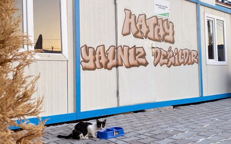 Uludağ Enerji sokak hayvanlarını afet bölgesinde de unutmadı