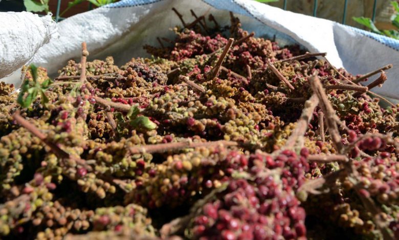 Kilis’te sumaklar bu sene de erken toplandı Kilis’te sumaklar bu sene de erken toplandı