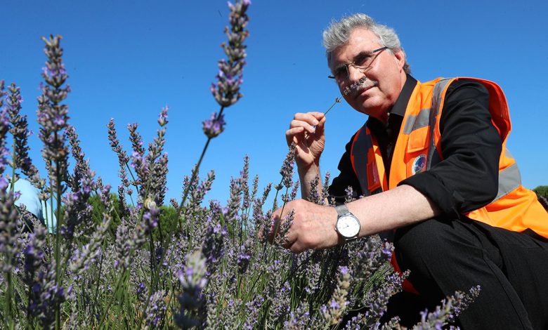 Sakarya’da aromatik bitkilerin üretim merkezi Sakarya’da aromatik bitkilerin üretim merkezi
