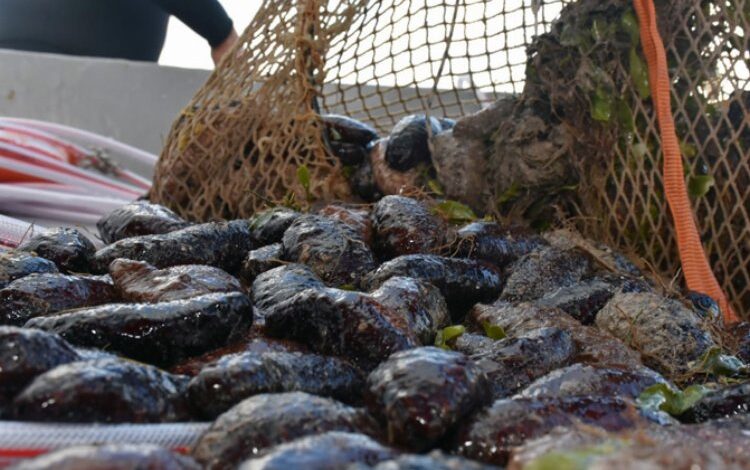 Müsilajın çaresi deniz patlıcanı