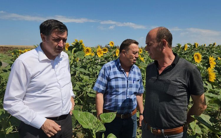 Gaytancıoğlu: Ayçiçeği taban fiyatı en az 20 TL olmalı