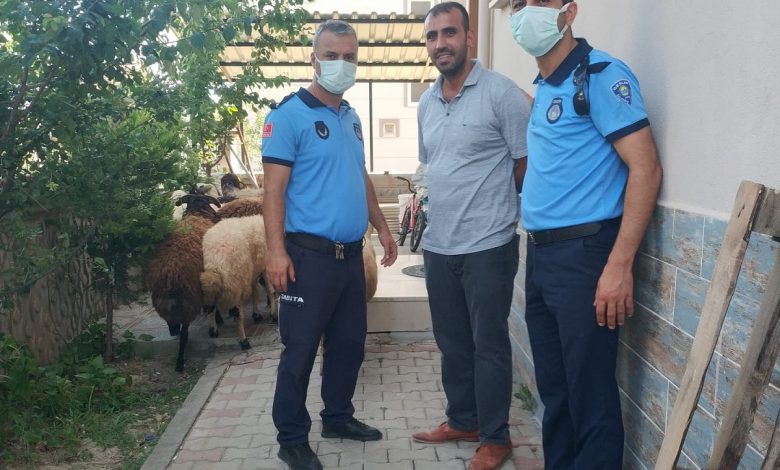 Koyunları kaybolan çiftçinin yardımına Gemlik Zabıtası koştu