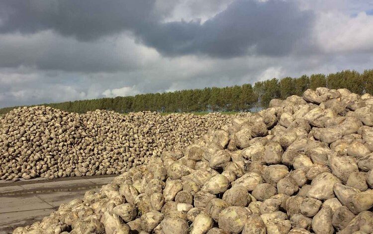 Pancar alım fiyatları güncellenmeli!