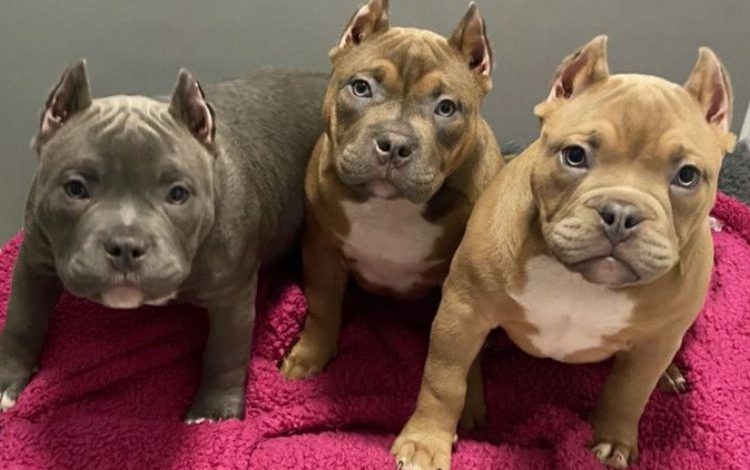 İngiltere’de yeni trend: ‘kulağı kesik köpek’ İngiltere’de yeni trend: ‘kulağı kesik köpek’