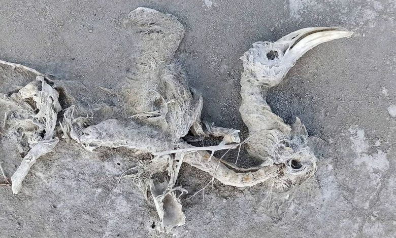 Tuz Gölü’ndeki faciayı anlattı (ÖZEL)